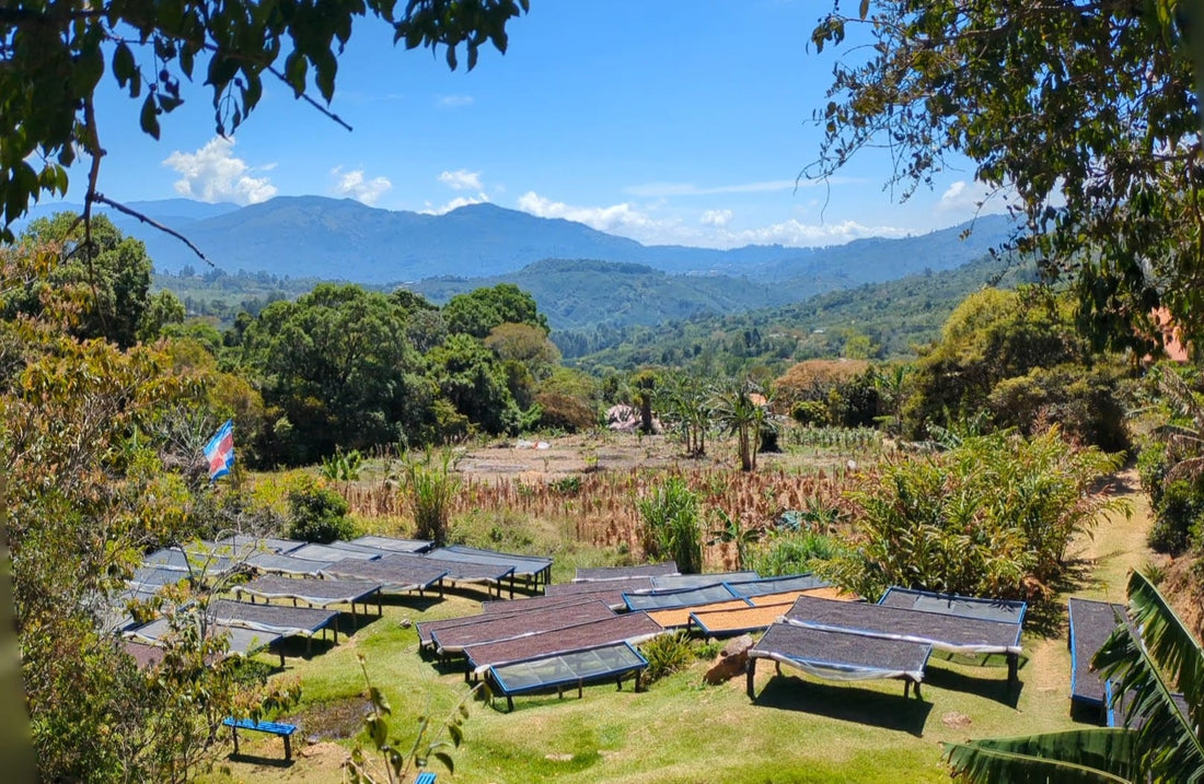 plantation de café du costa rica