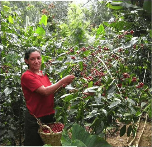 femme de la coopérative qui cueille les cerises de café 