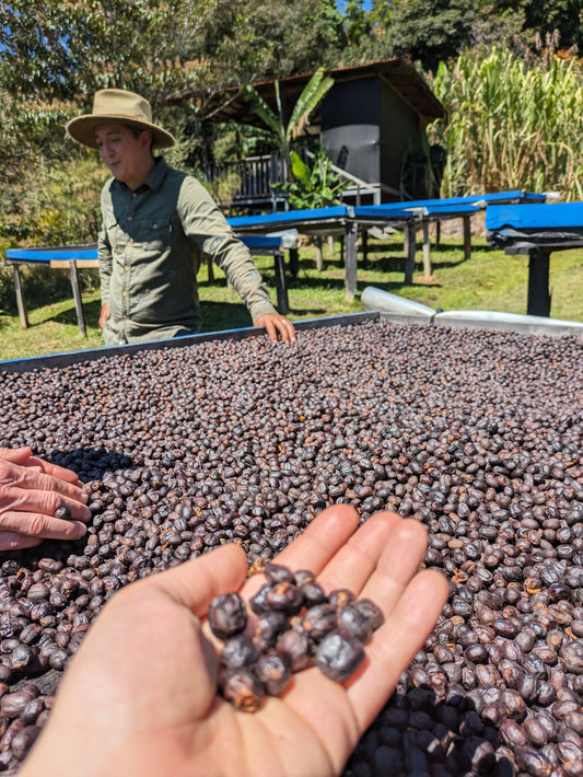 Infusion de Cascara : l'infusion fruitée caféinée