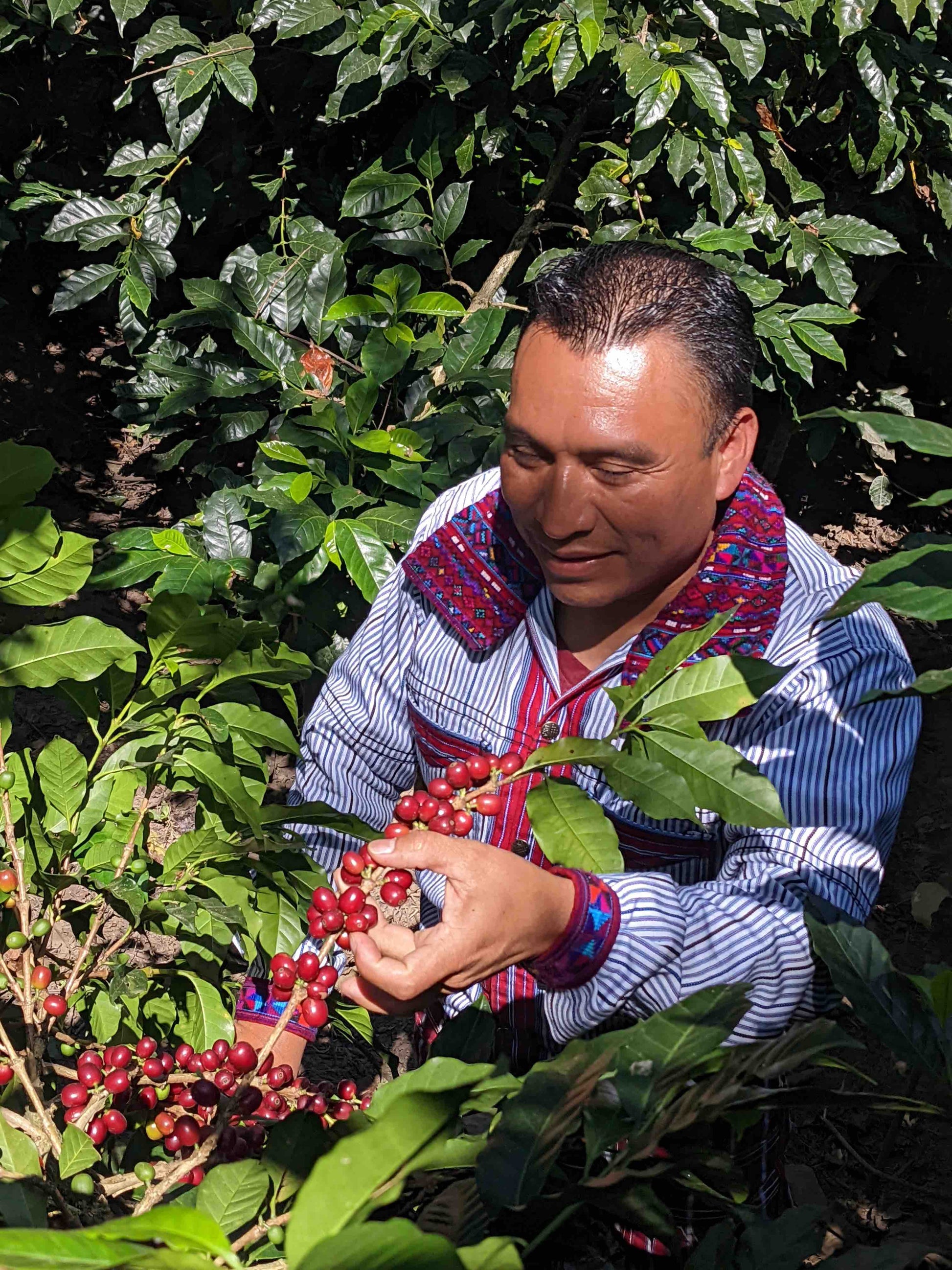 Producteur de café de spécialité au guatemala