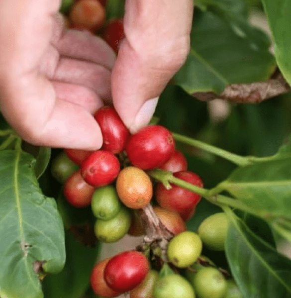 Cerise de café du Costa Rica 